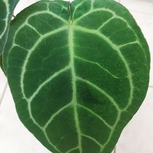 Meet your Posher, Claire